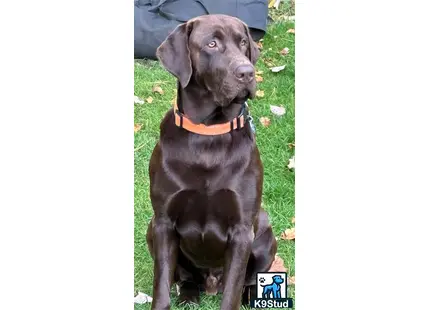 a labrador retriever dog sitting on grass